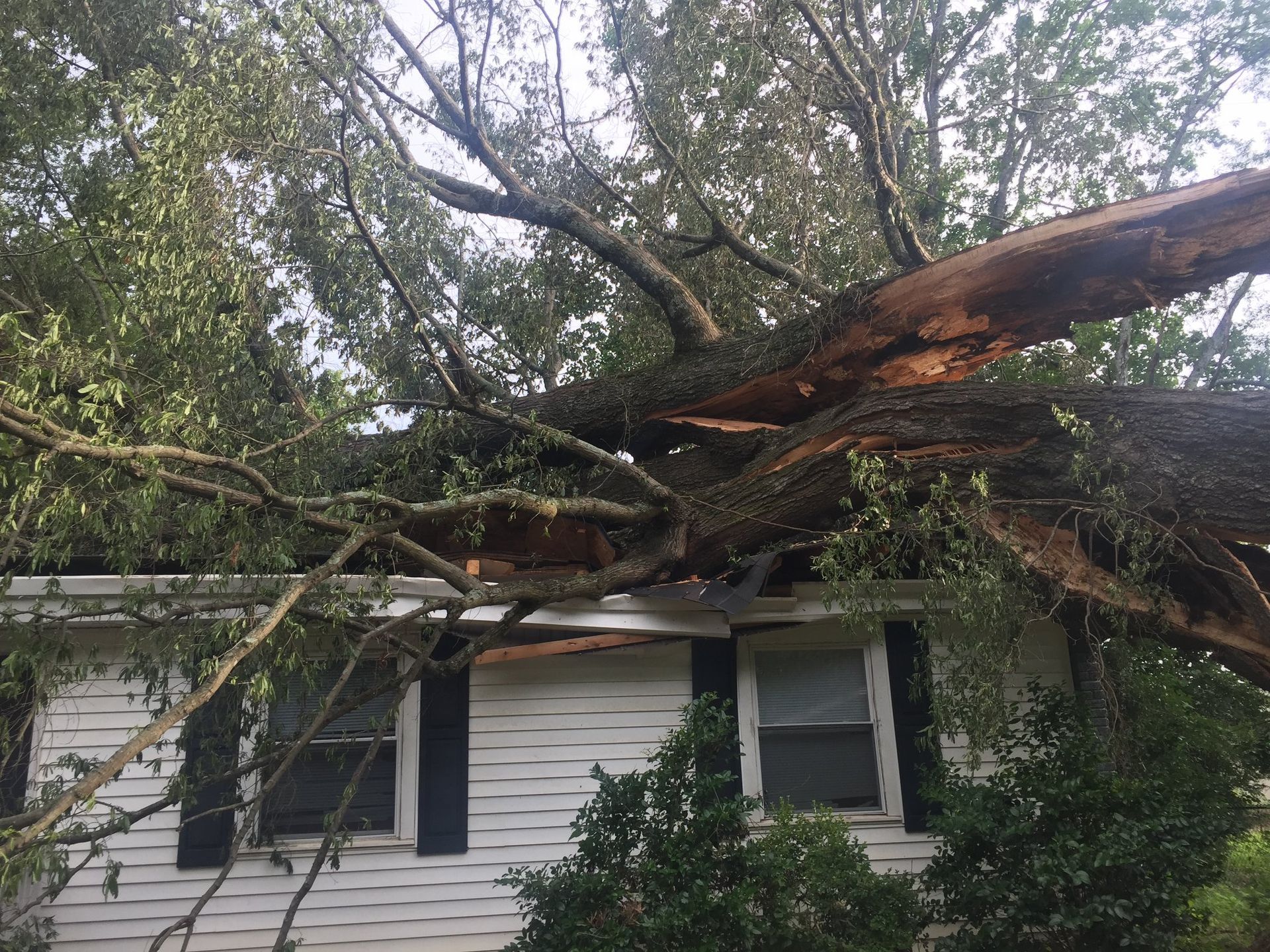 A large tree has fallen on the roof of a house.