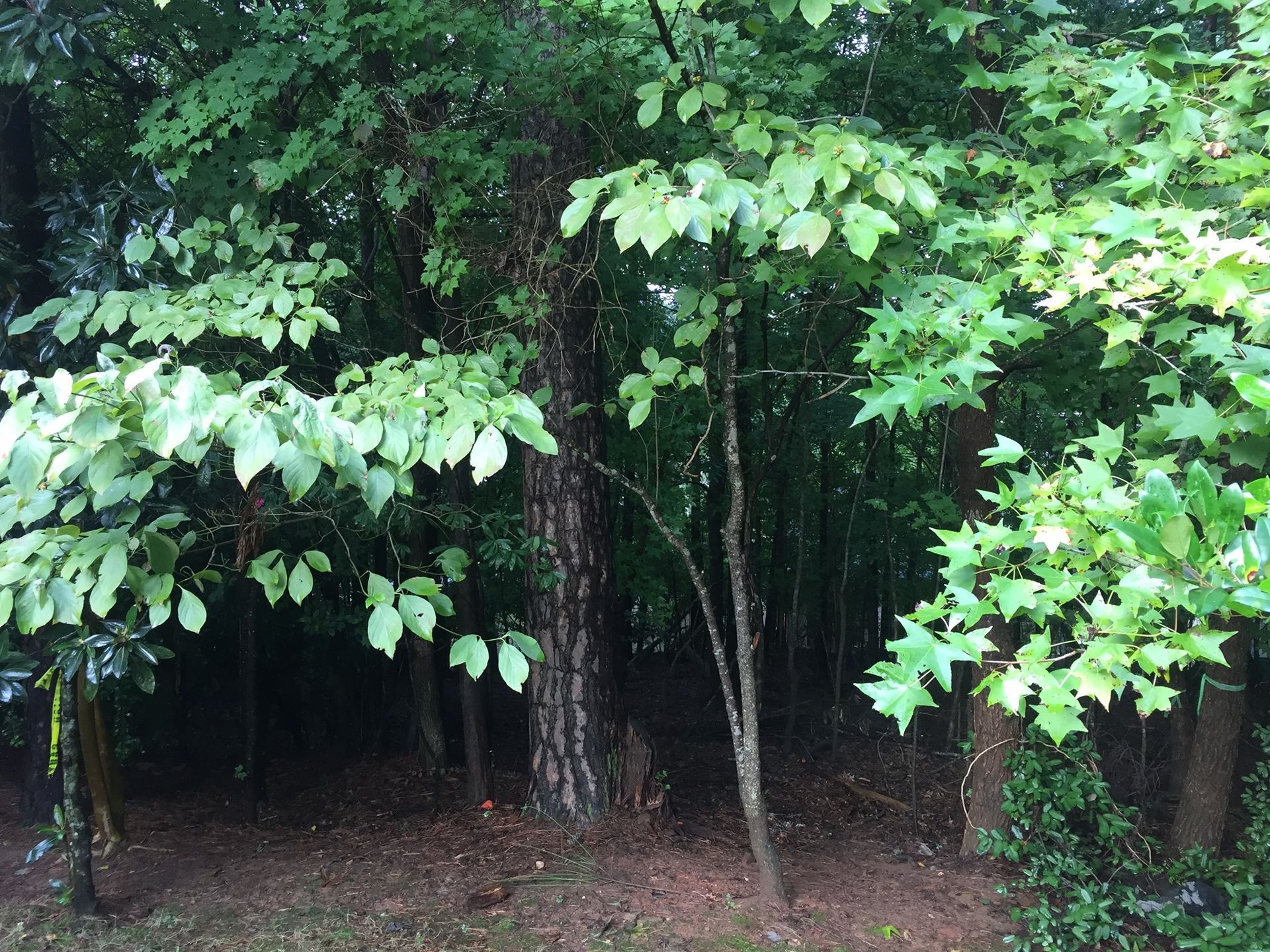 A dense forest with lots of trees and leaves