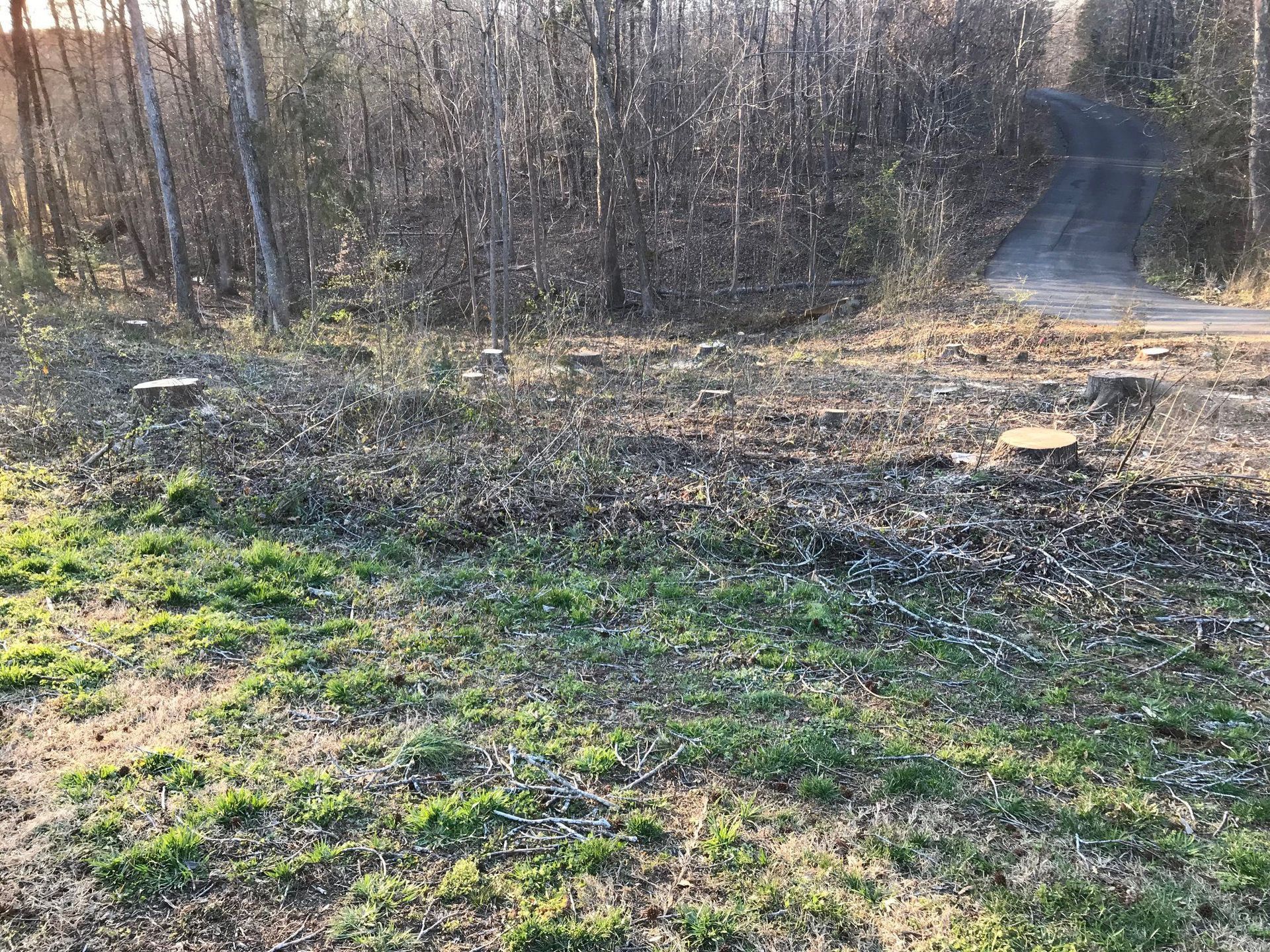 A dirt road going through a forest with trees cut down.