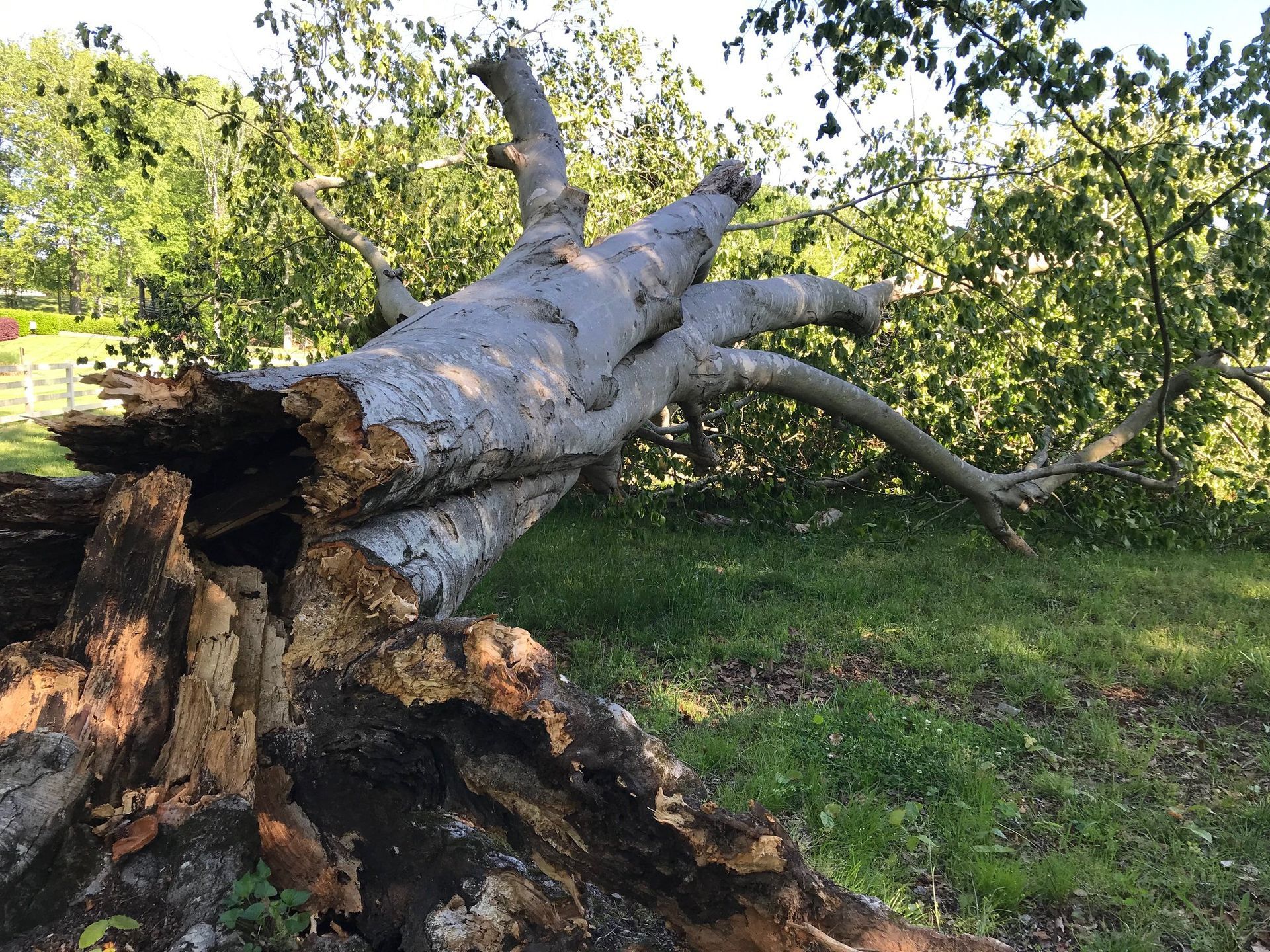 A large tree stump is laying in the grass in a park.