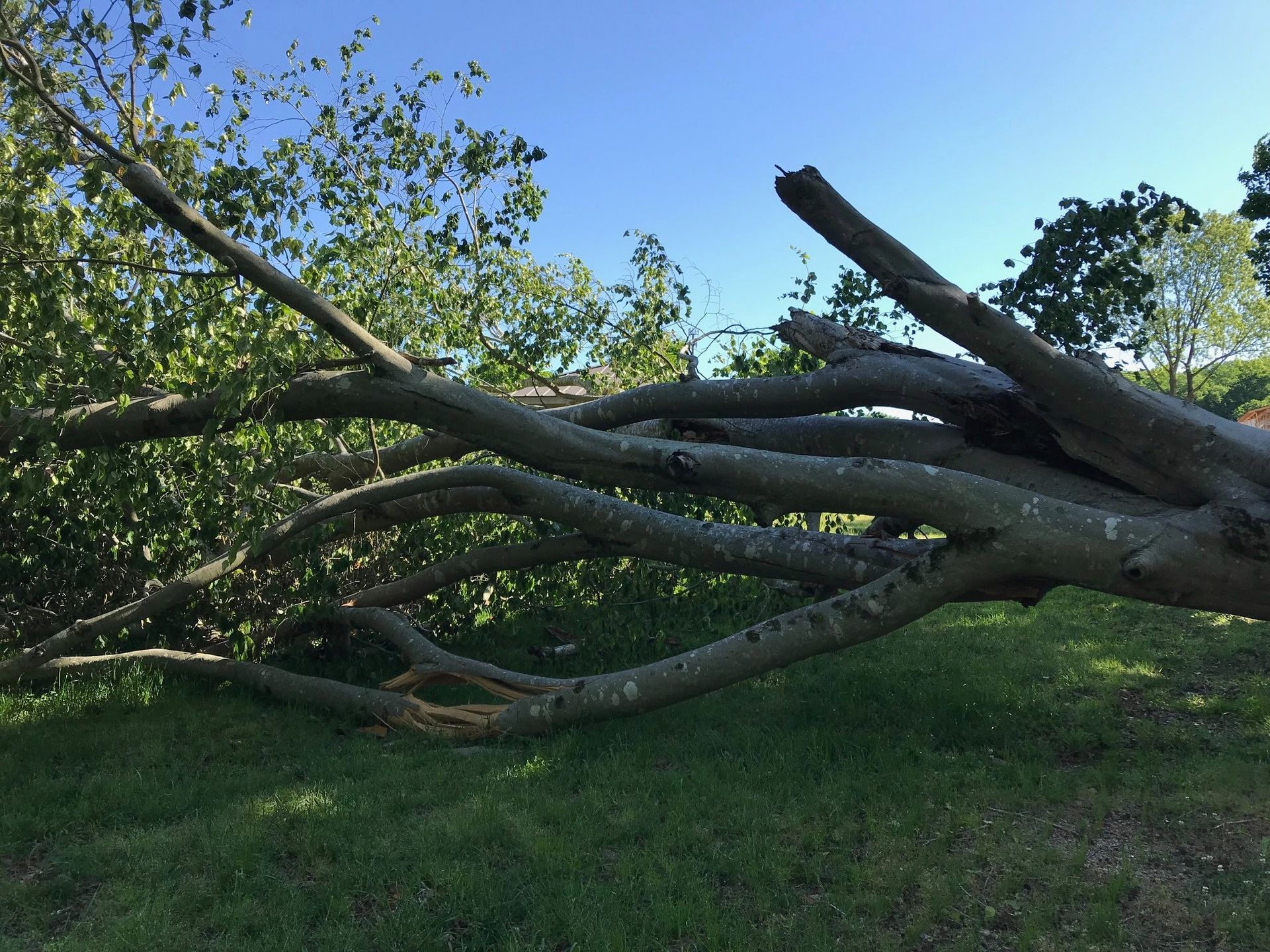 A pile of tree branches laying on the ground