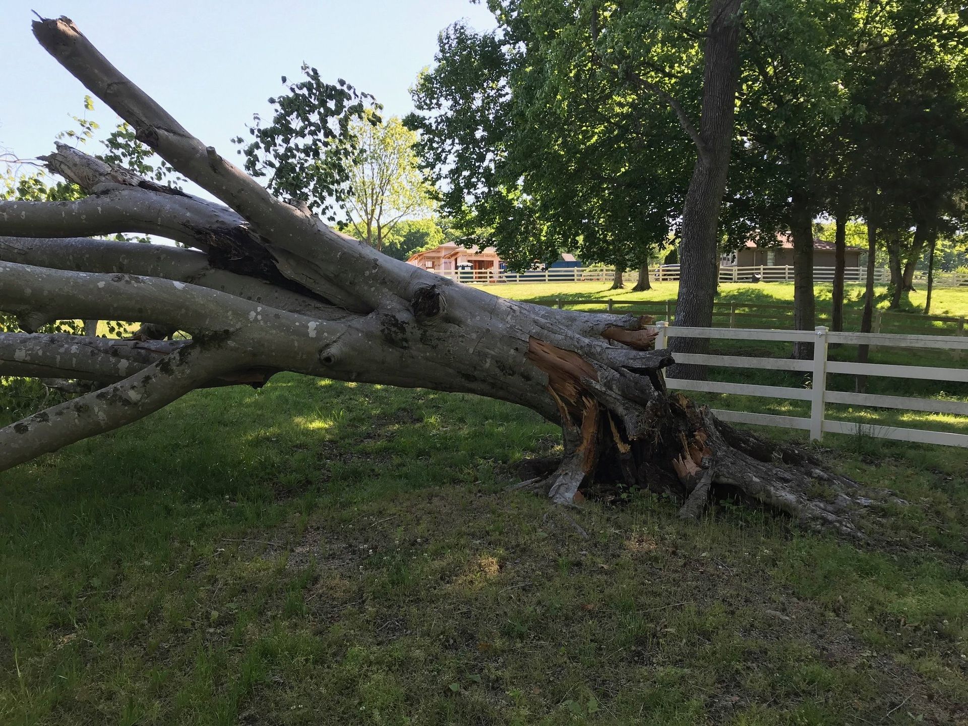 A fallen tree in a park with a white fence in the background