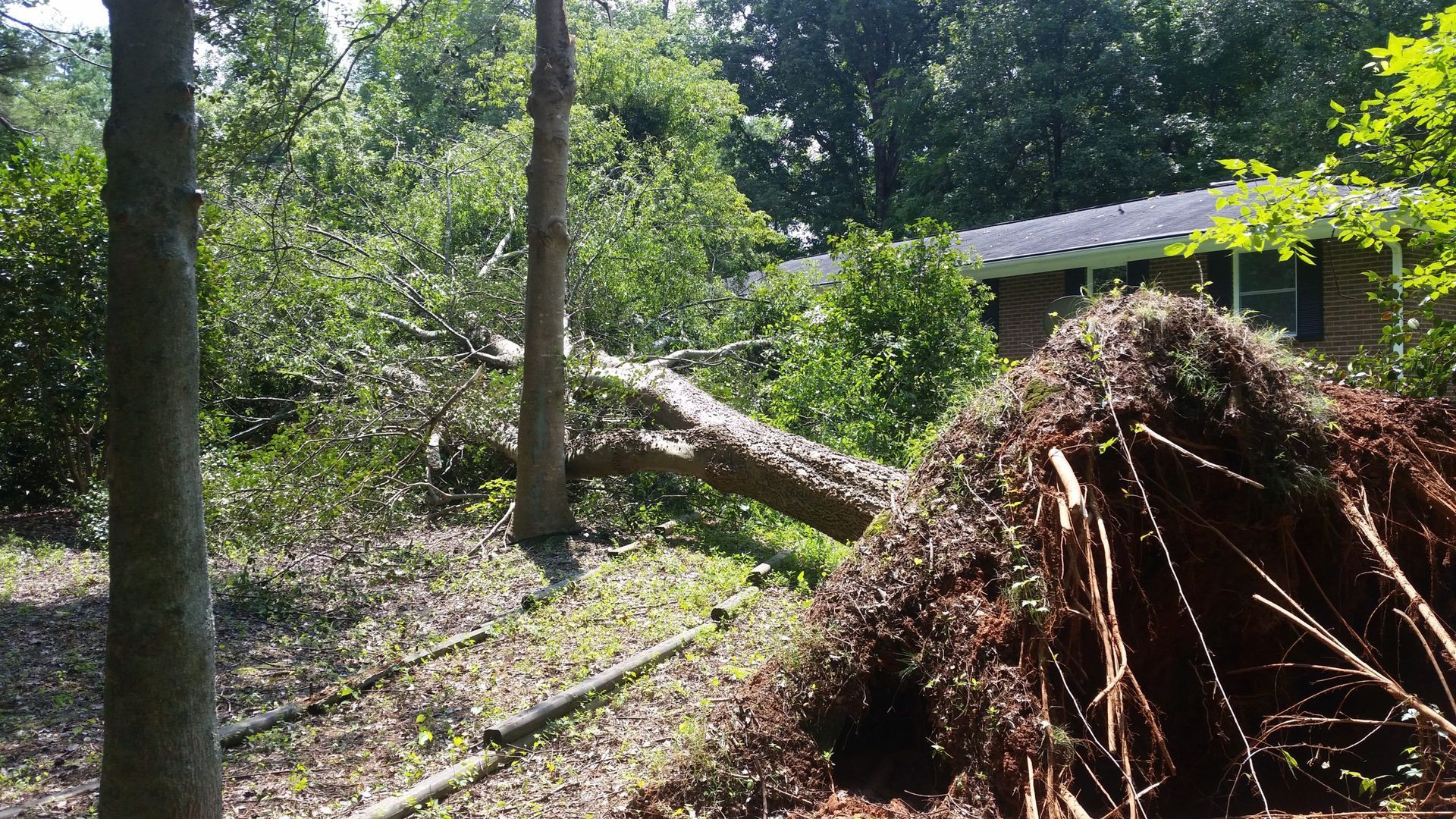 A house is surrounded by trees and a pile of branches.