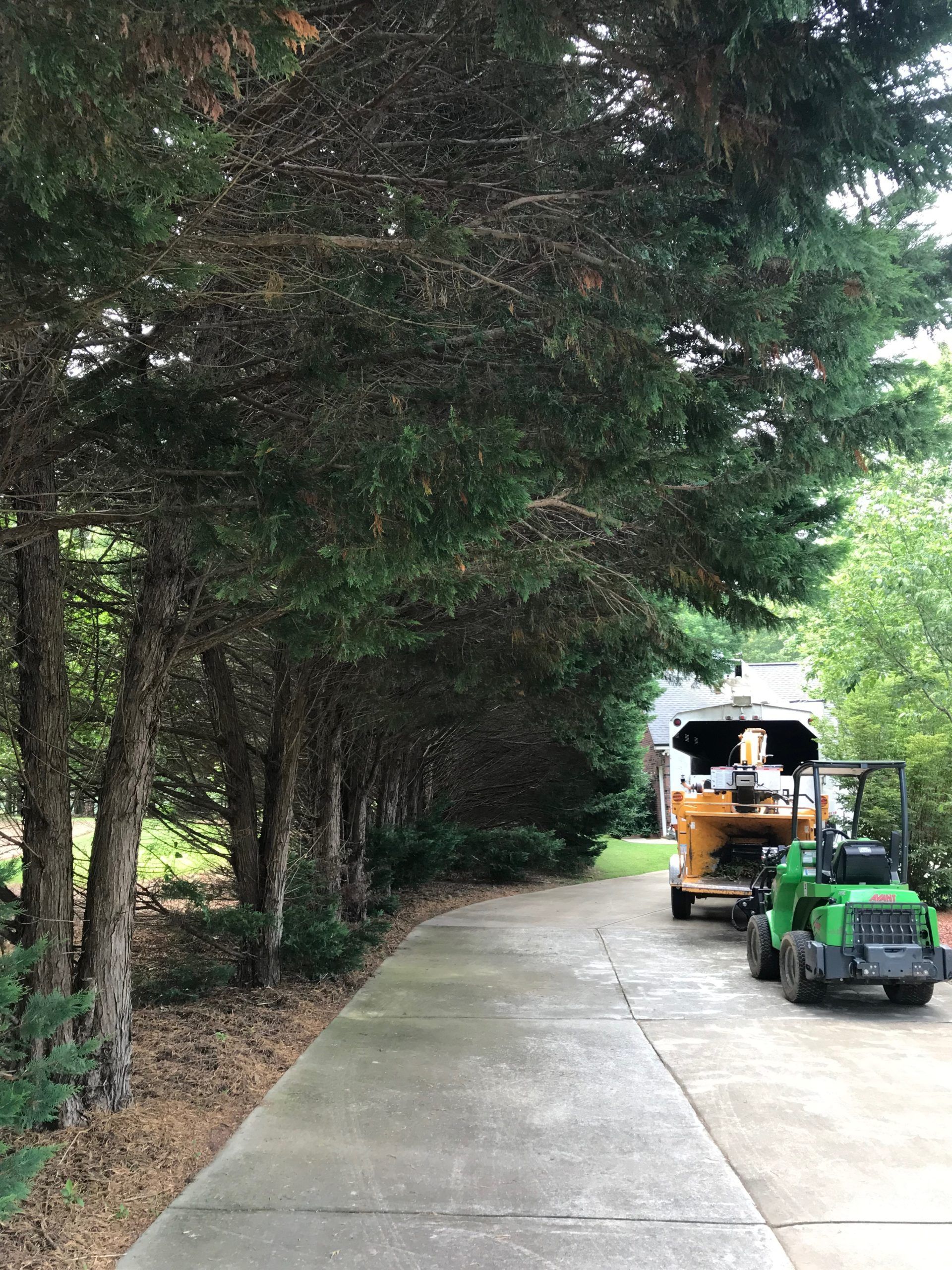 A row of trees along a driveway with a tractor parked on the side of the road.