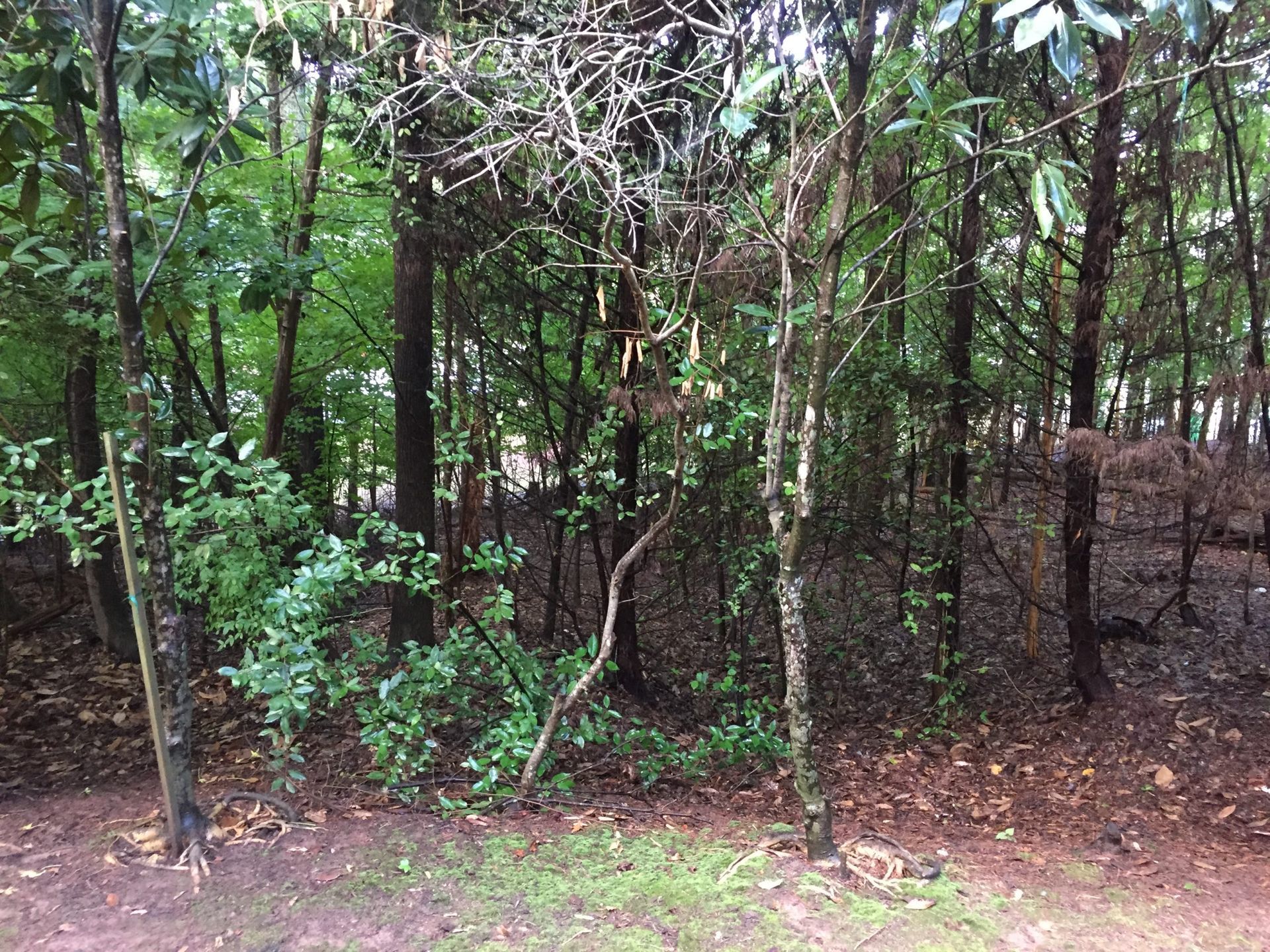 A dense forest with lots of trees and shrubs