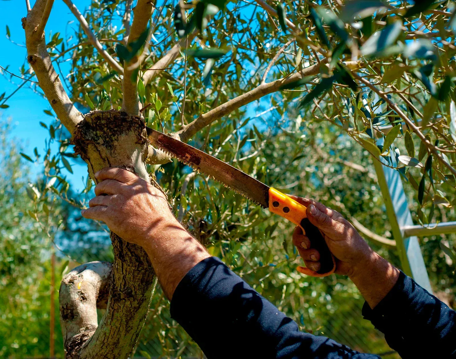 An aerial view of a man cutting a tree with a chainsaw.
