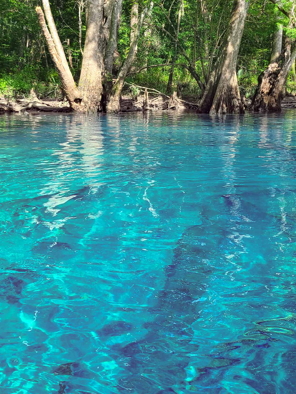 View Our Gallery Vernon, FL Canoe Adventures