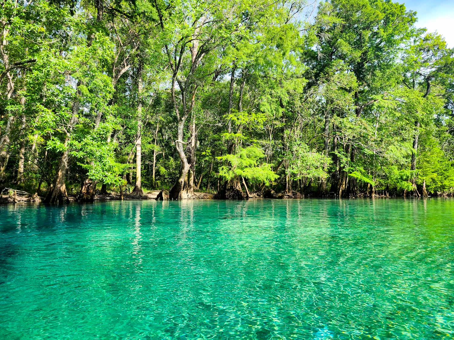 Canoe Adventures | Cypress Springs | Vernon, FL | Kayaks | Canoes | Paddleboards
