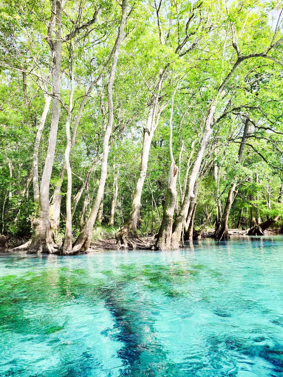 View Our Gallery Vernon, FL Canoe Adventures