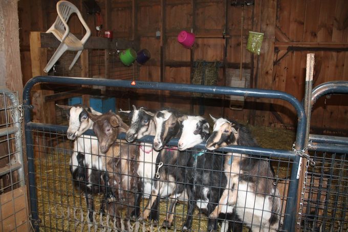 Small Donkeys on the Farm at Sanderson's Wooden Bowls in East Burke, VT.