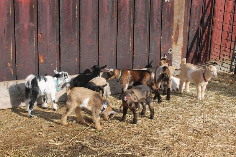 A group of goats are standing in front of a barn at Sanderson's Wooden Bowls in VT.