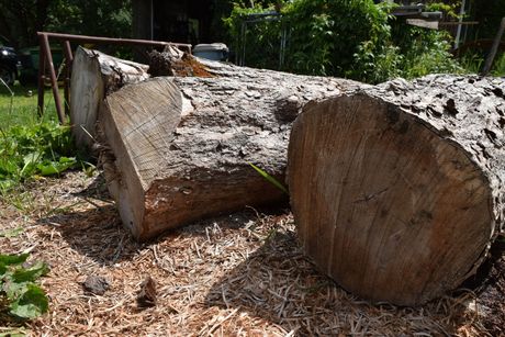 A large piece of wood is lying on the ground in Vermont.