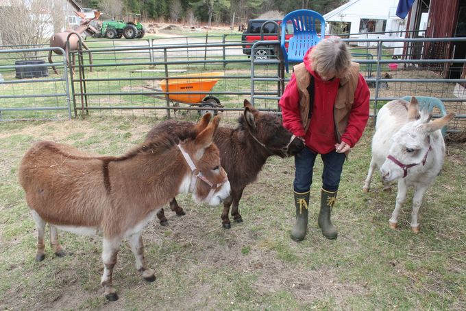 Small Donkeys on the Farm at Sanderson's Wooden Bowls in East Burke, VT.