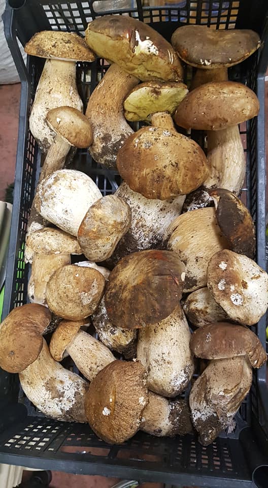 vendita di funghi