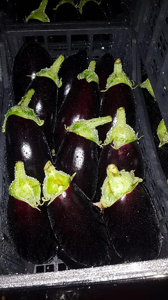 melanzane fresche di Sicilia