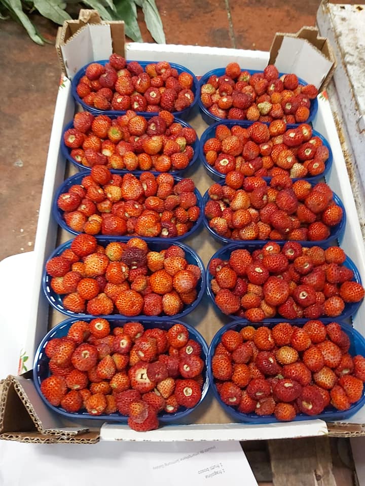 vendita di fragole di stagione
