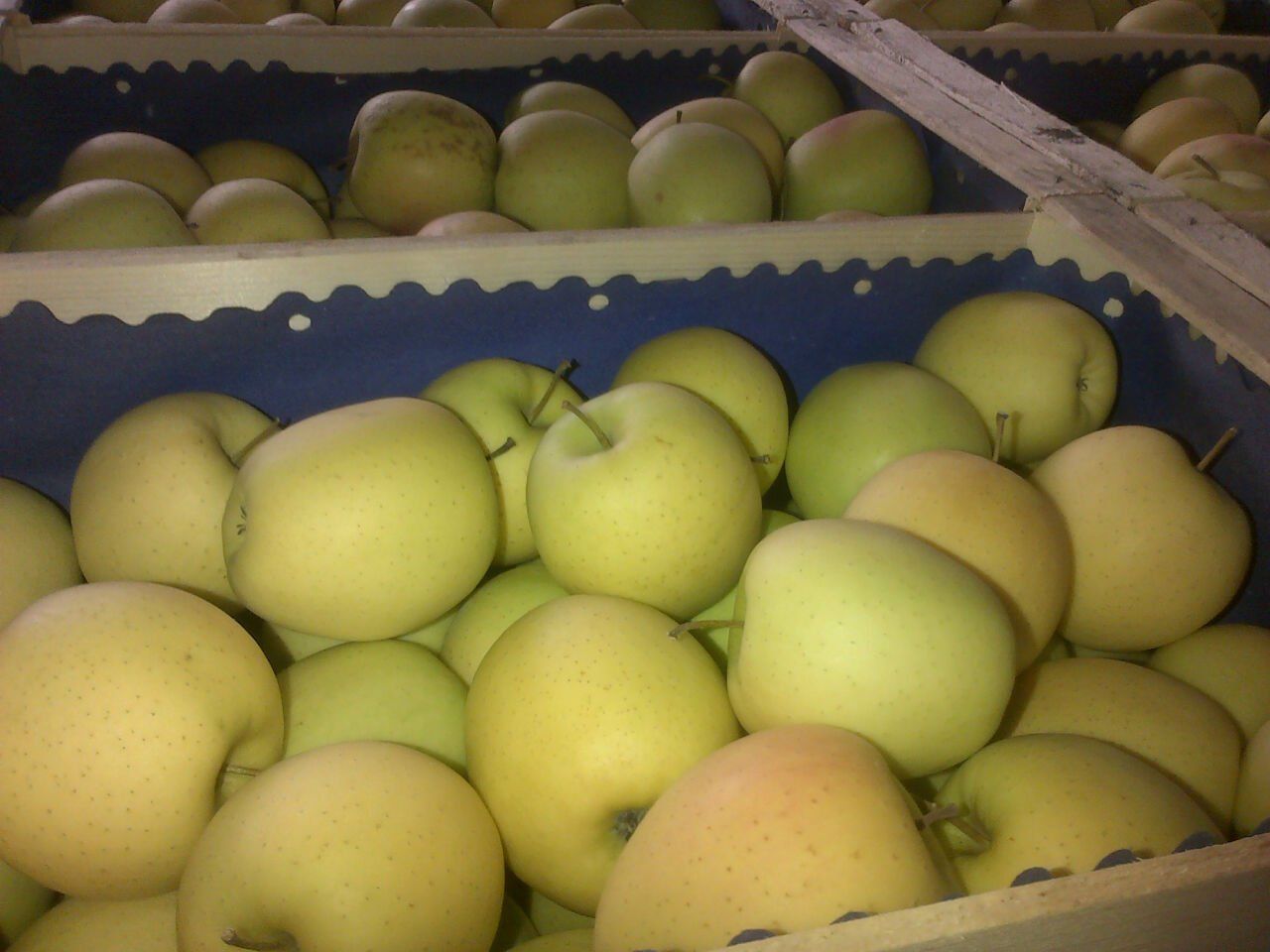 fornitura di mele all'ingrosso