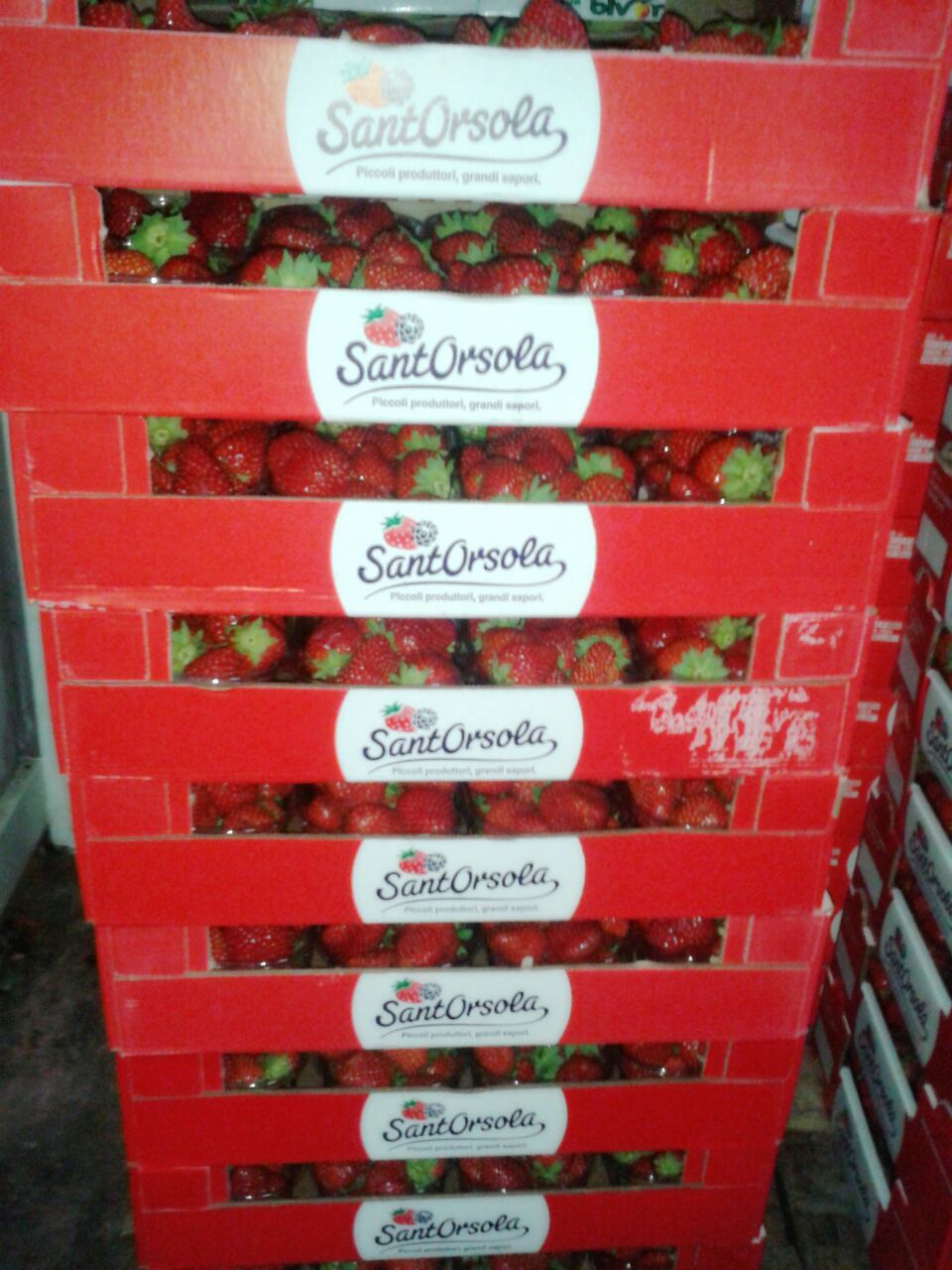 cassette di fragole di stagione