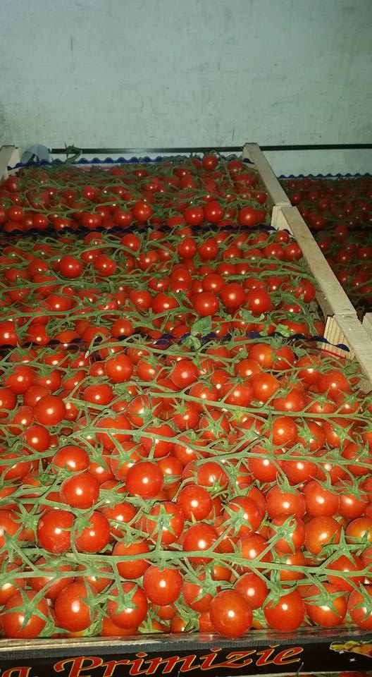 fornitura di pomodori