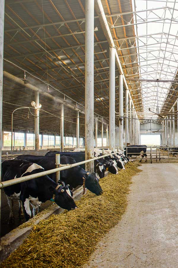 Cow in the Shed - Custom Designed Shed in Tomingley, NSW