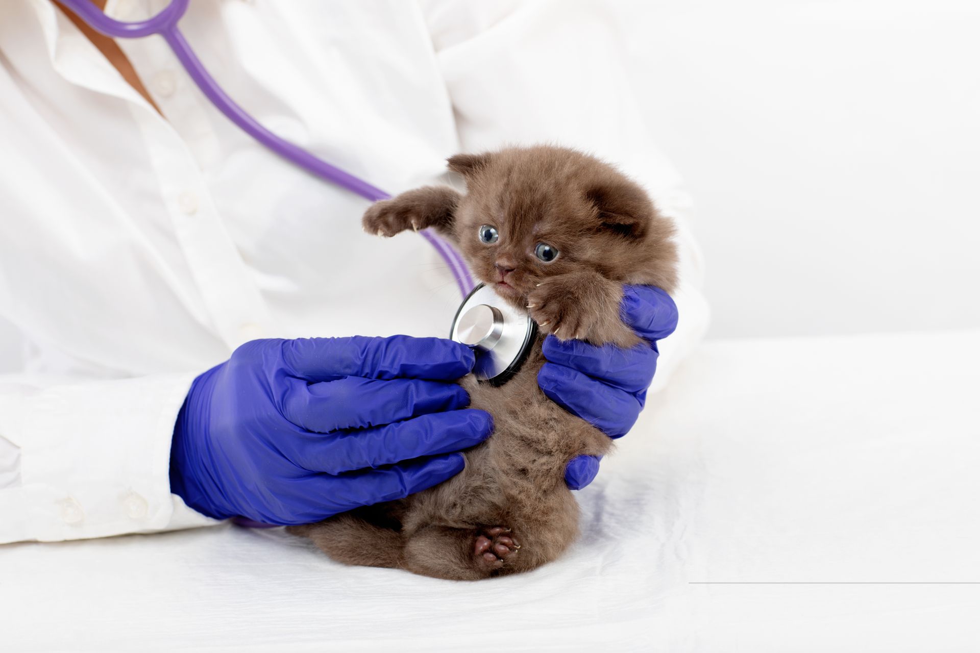 Kitten First Vet Visit | Kitten Wellness Care in Akron