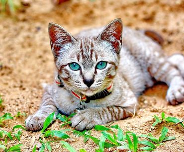 Scientist in lab coat and gloves holds a blood sample tube. Other lab equipment, including a microscope, on the table.