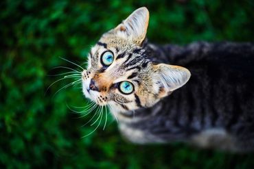 Scientist in lab coat and gloves holds a blood sample tube. Other lab equipment, including a microscope, on the table.