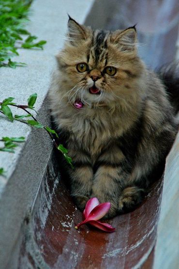 Scientist in lab coat and gloves holds a blood sample tube. Other lab equipment, including a microscope, on the table.