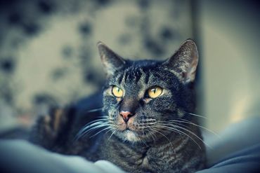 Scientist in lab coat and gloves holds a blood sample tube. Other lab equipment, including a microscope, on the table.