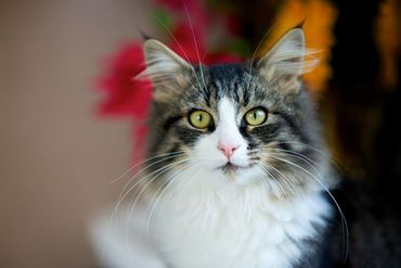 Scientist in lab coat and gloves holds a blood sample tube. Other lab equipment, including a microscope, on the table.