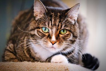 Scientist in lab coat and gloves holds a blood sample tube. Other lab equipment, including a microscope, on the table.