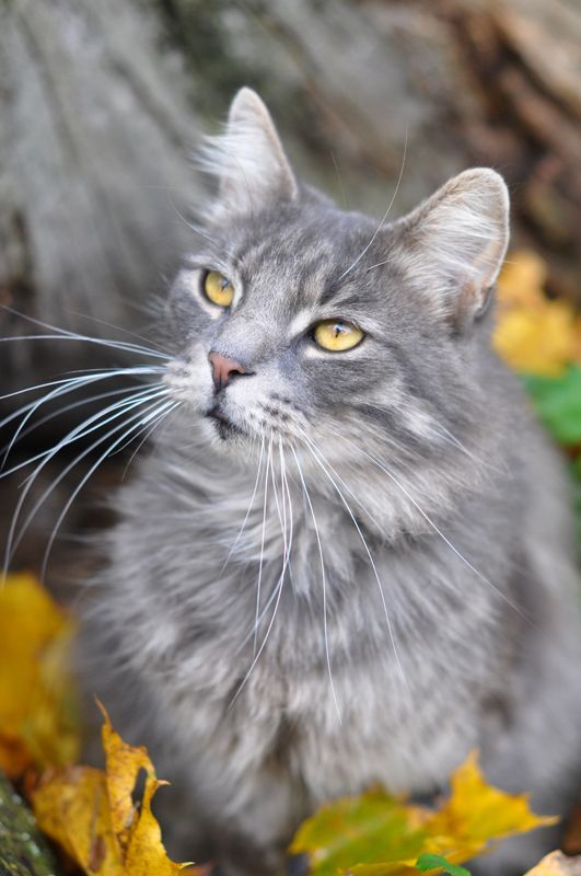 Brown pet food pile with a measuring tape and container.