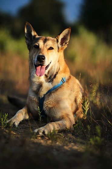 Orange cat receiving a shot from a gloved veterinarian in a clinic.