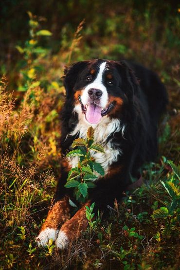 Scientist in lab coat and gloves holds a blood sample tube. Other lab equipment, including a microscope, on the table.