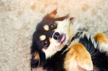 Dog with bandaged paw in vet's office, being attended by person in blue gloves and scrubs.