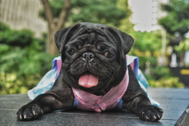 Scientist in lab coat and gloves holds a blood sample tube. Other lab equipment, including a microscope, on the table.