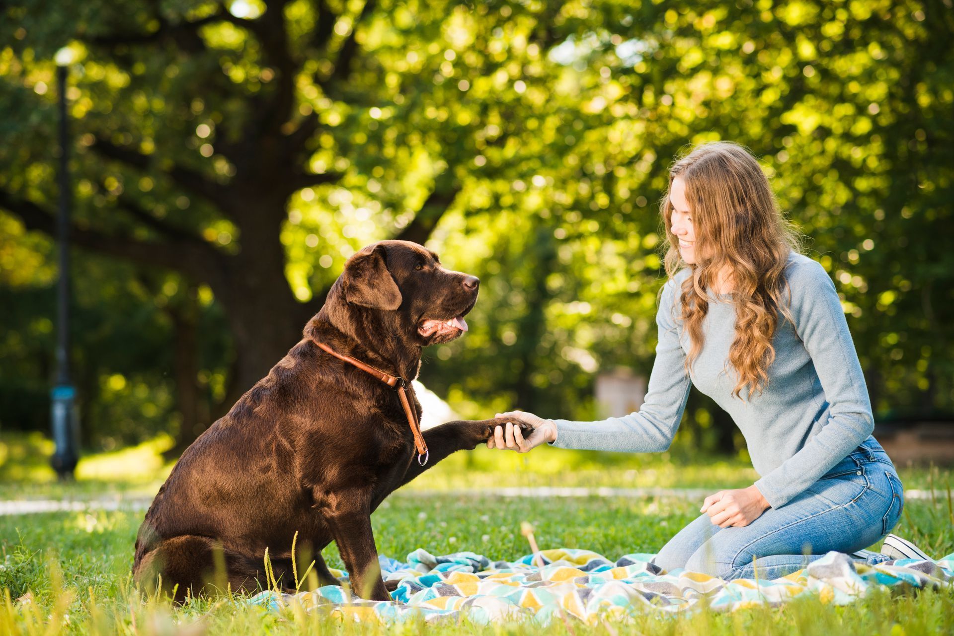 Woman in jeans and grey sweater giving paw to a chocolate Labrador on a picnic blanket in a park.