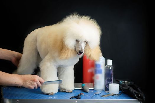 Cream-colored poodle being groomed on a blue table, black background. Groomer holds scissors, products nearby.