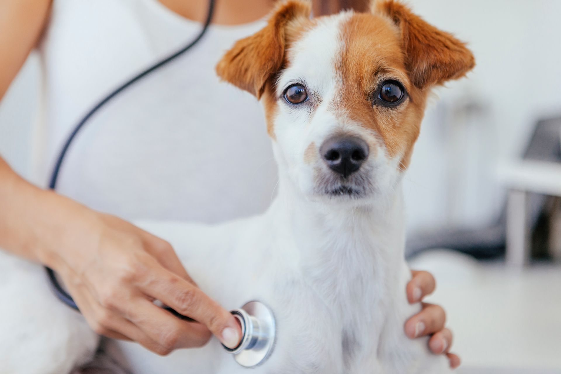 Veterinarian examining a small Jack Russell Terrier with a stethoscope in a clinic.