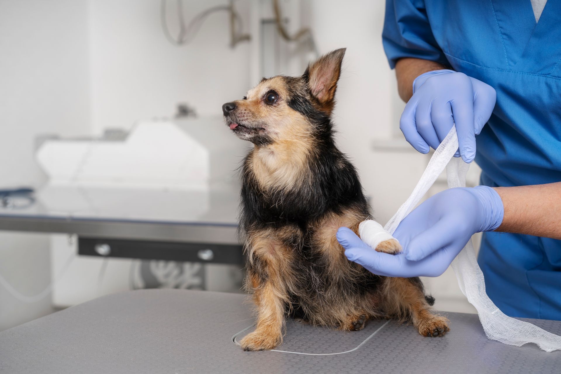 Dog with bandaged paw in vet's office, being attended by person in blue gloves and scrubs.