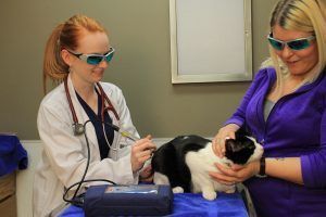 Veterinarian giving laser therapy to a cat in a clinic; both wear protective glasses. Woman holds cat.