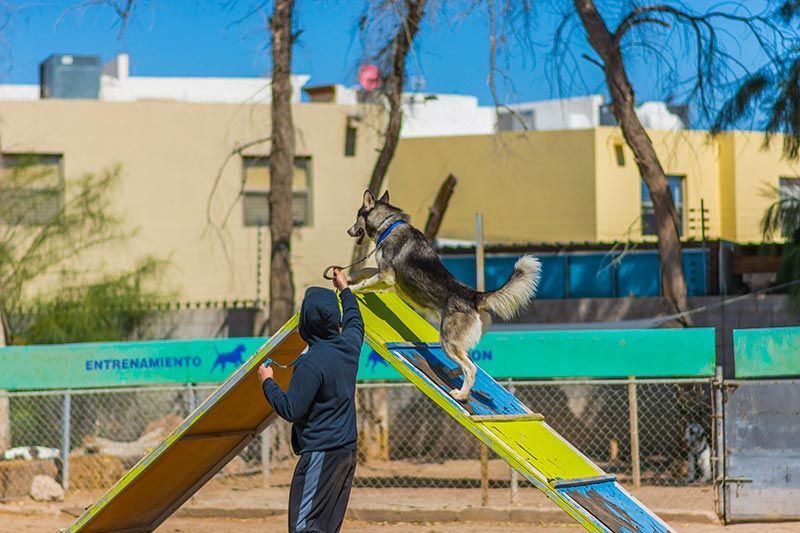 ATP ADIESTRAMIENTO CANINO