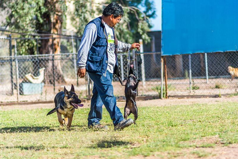 ATP ADIESTRAMIENTO CANINO