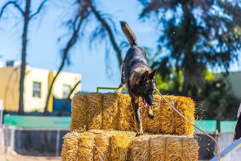 ATP ADIESTRAMIENTO CANINO