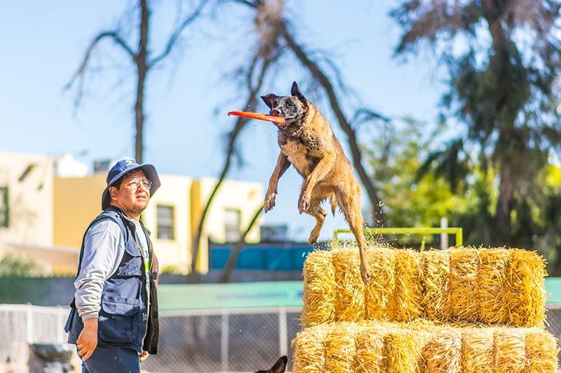ATP ADIESTRAMIENTO CANINO