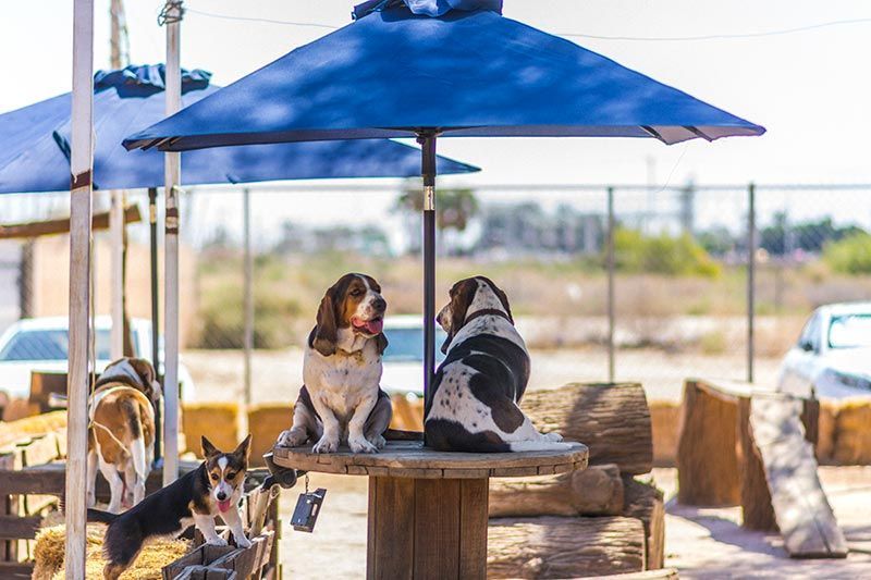 ATP ADIESTRAMIENTO CANINO