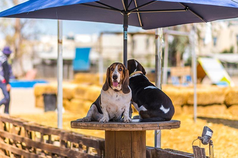 ATP ADIESTRAMIENTO CANINO