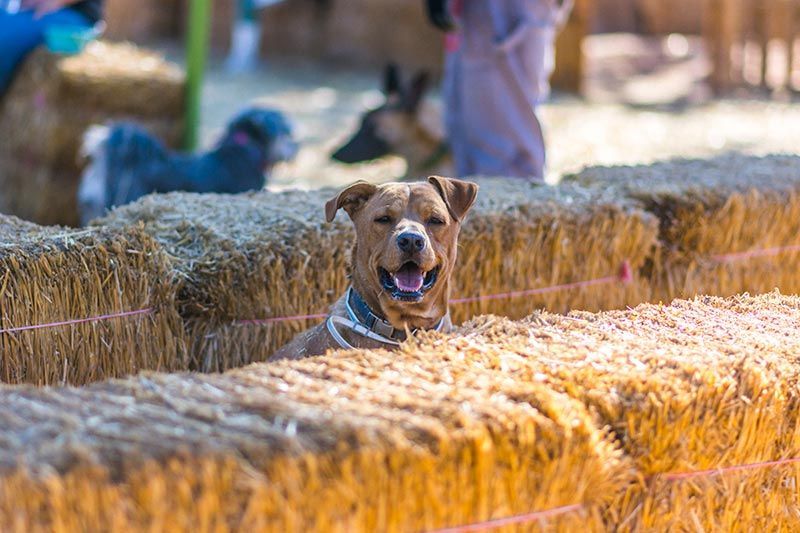 ATP ADIESTRAMIENTO CANINO