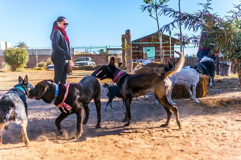 ATP ADIESTRAMIENTO CANINO