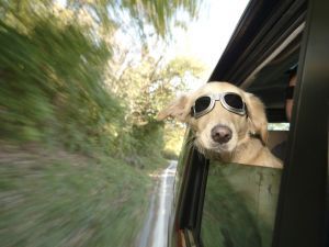 A dog wearing goggles is sticking its head out of a car window